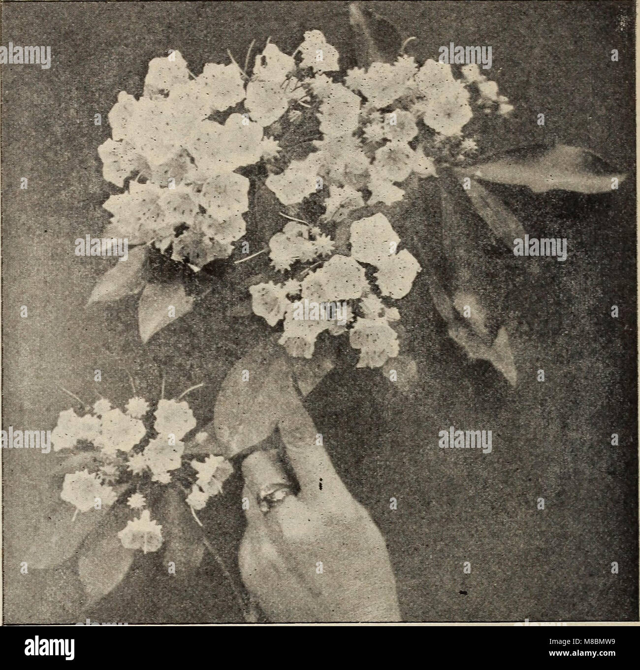 Beschreibender Katalog der dekorative Bäume, Sträucher, Kletterpflanzen, Evergreens, winterharte Pflanzen und Früchte (1901) (20374183398) Stockfoto