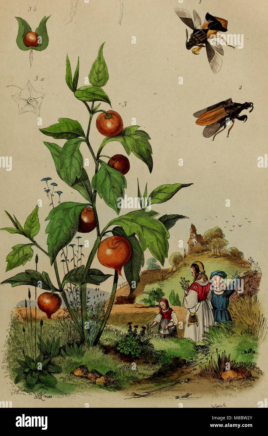 Dieses französische Wörterbuch aus dem Jahr 1838 bietet einen malerischen Blick auf die Naturgeschichte und beschreibt die Phänomene und Prozesse, die in der Natur zu finden sind, mit einem Schwerpunkt auf Pflanzen, Tieren und geologischen Formationen. Stockfoto