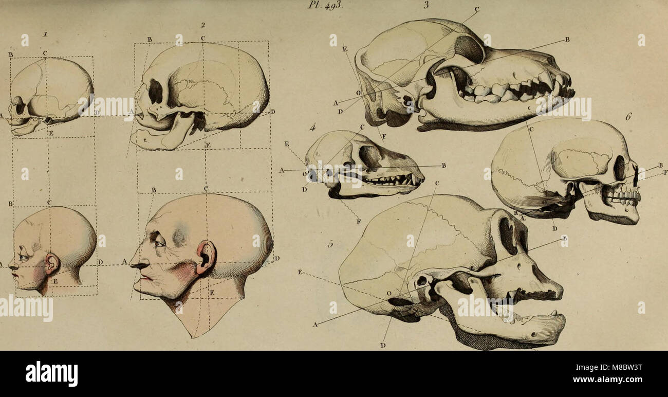 Dieses Wörterbuch von 1838 bietet eine detaillierte und malerische Beschreibung der Naturgeschichte und Phänomene. Es beinhaltet Erklärungen verschiedener Naturereignisse und wissenschaftliche Erkenntnisse der Zeit. Stockfoto