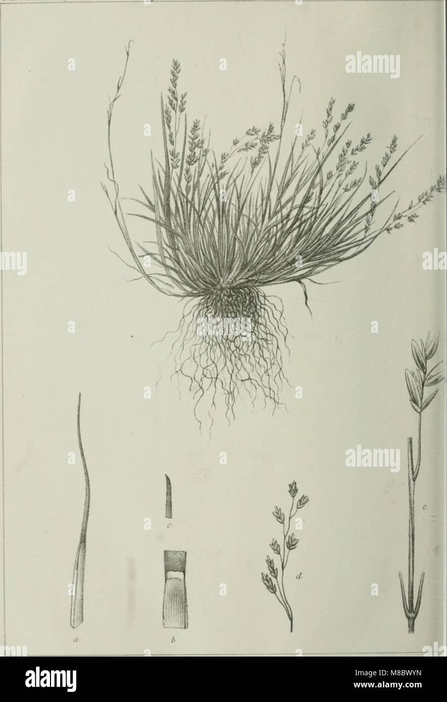 Die wissenschaftlichen Ergebnisse der Vega-Expedition (1883) (20764465610) Stockfoto