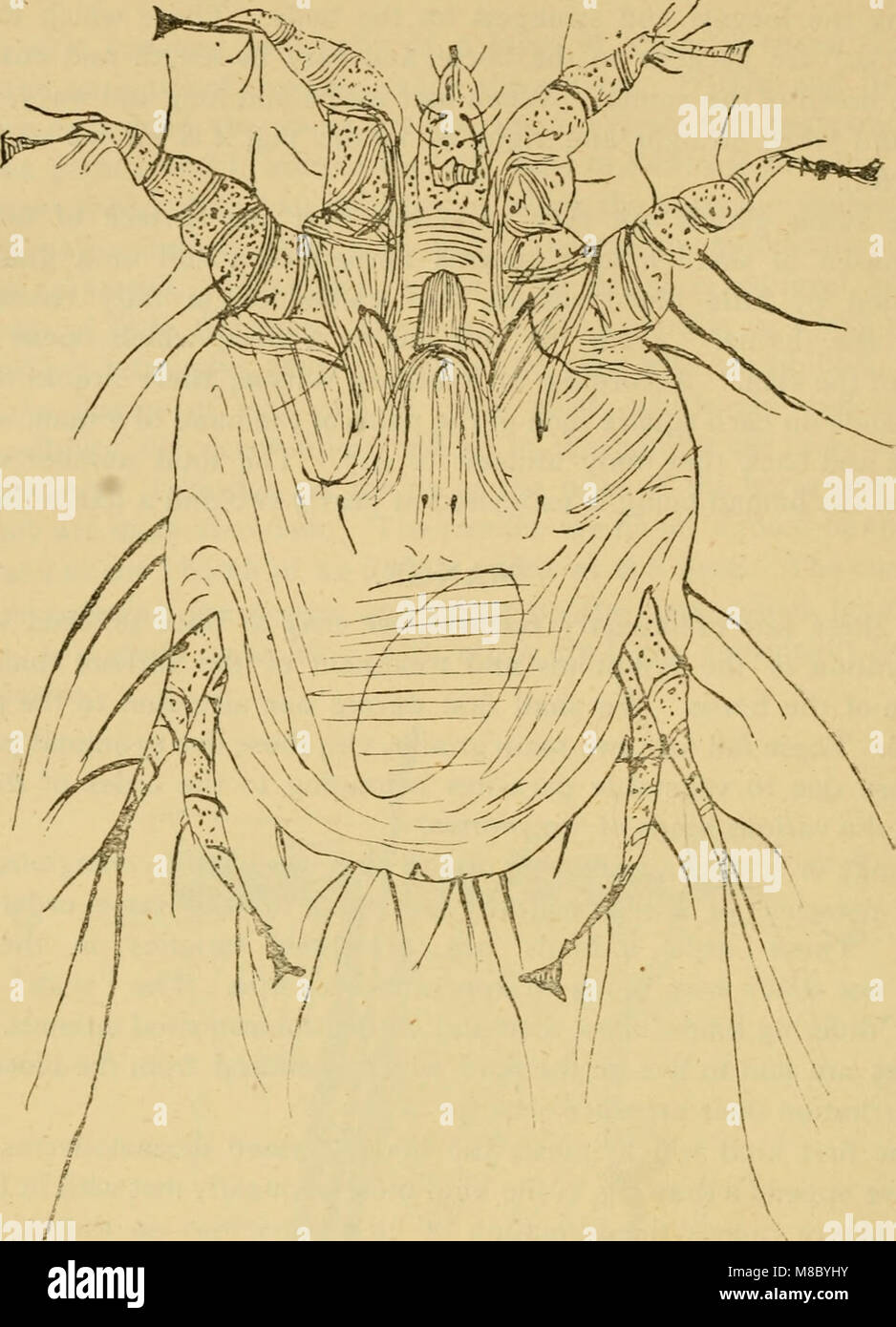 Diese 1886 vorliegende Abhandlung über Pferdemedizin und -Chirurgie liefert fundiertes Wissen über die Diagnose, Behandlung und Prävention von häufigen Krankheiten und Störungen bei Pferden und dient als Referenz für Tierärzte und Pferdezüchter. Stockfoto
