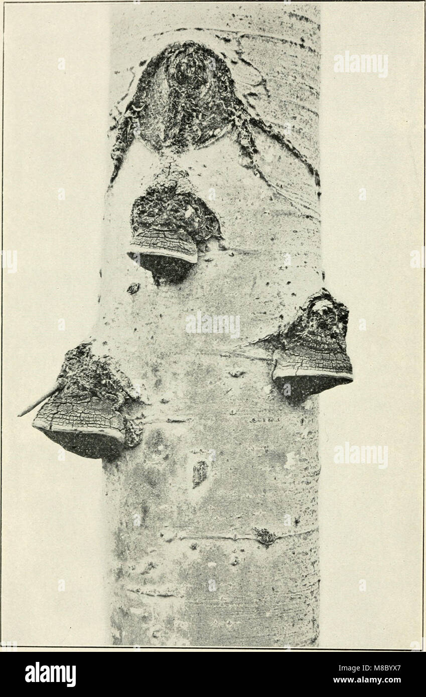 Krankheiten der Laubwald Bäume (1909) (20966902025) Stockfoto