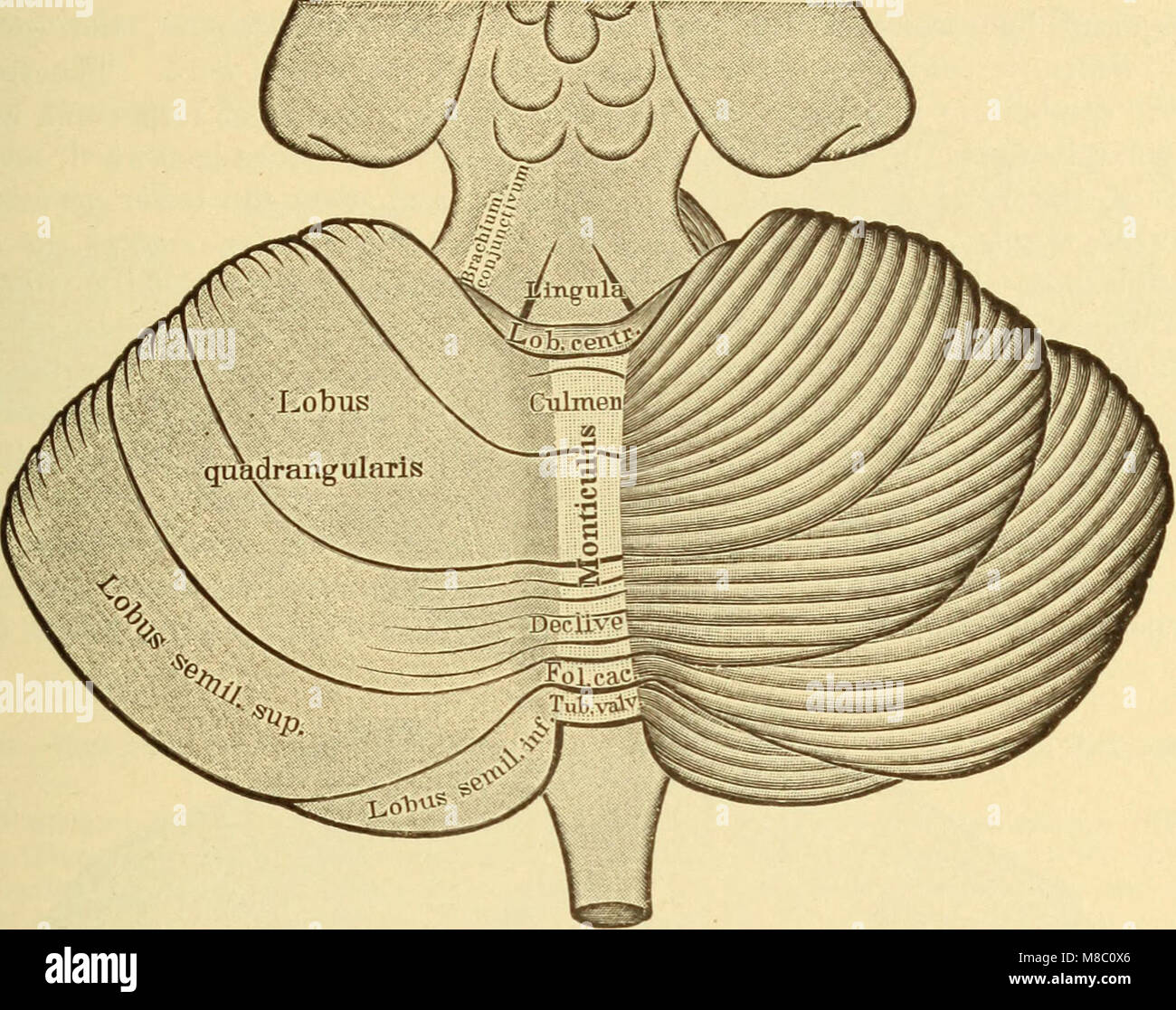 Krankheiten des Nervensystems (1910) (14586285529) Stockfoto