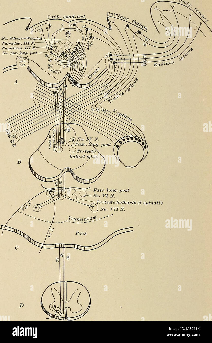 Erkrankungen des Nervensystems - ein Lehrbuch der Neurologie und Psychiatrie (1915) (14759734336) Stockfoto
