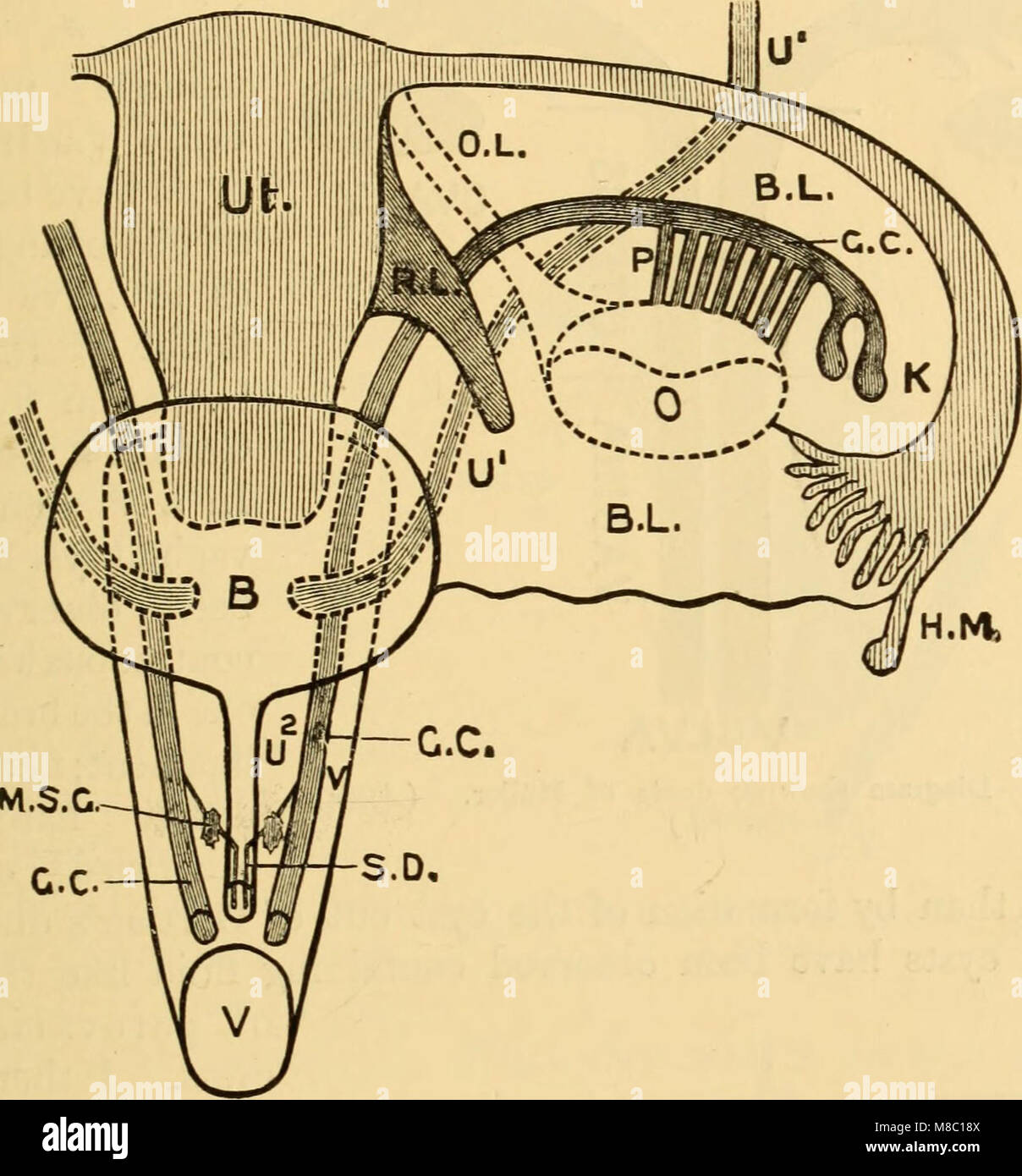 Krankheiten von Frauen. Eine klinische Leitfaden für ihre Diagnose und Behandlung (1899) (14765859114) Stockfoto