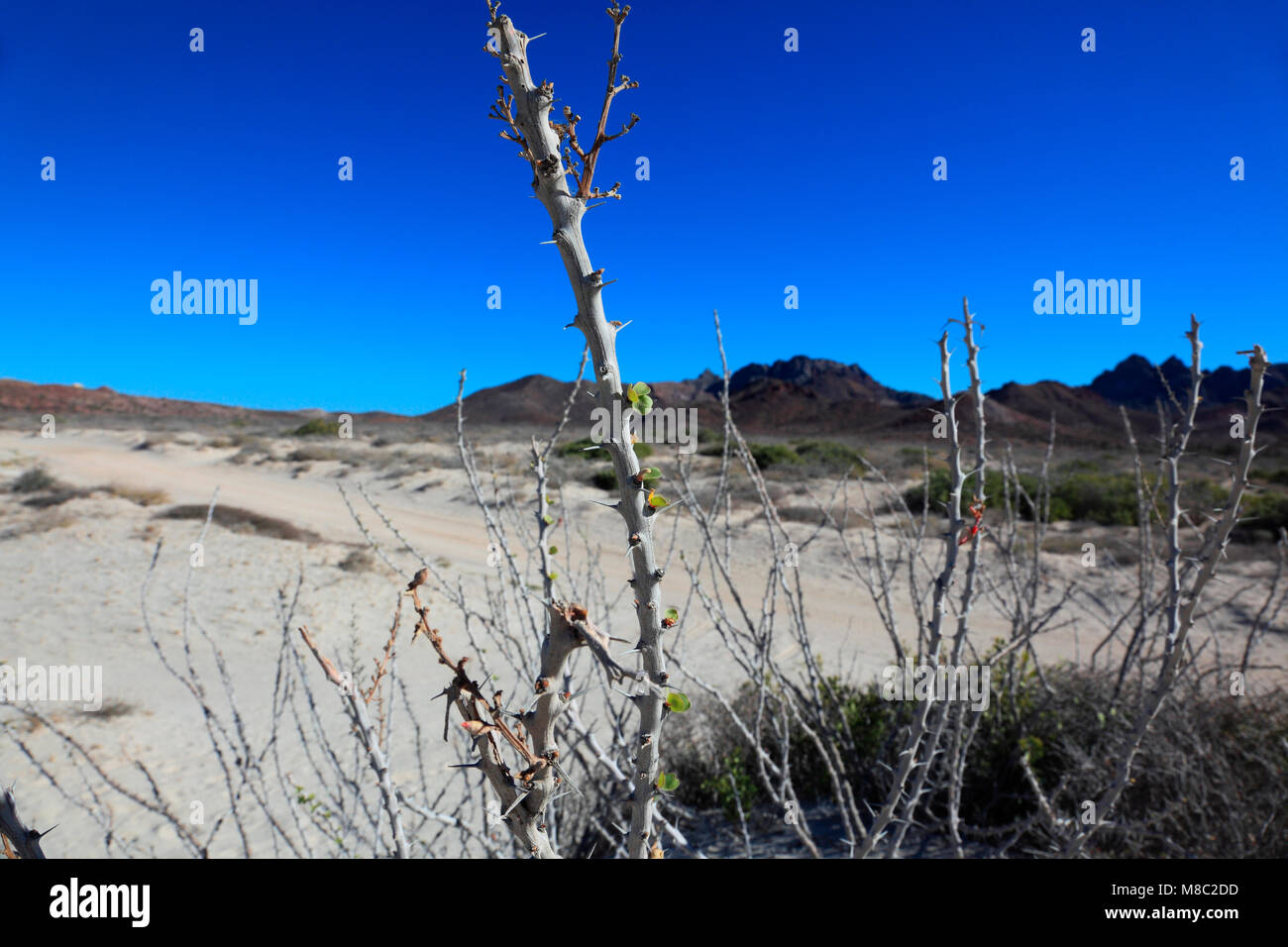 Wüstenpflanzen Stockfoto