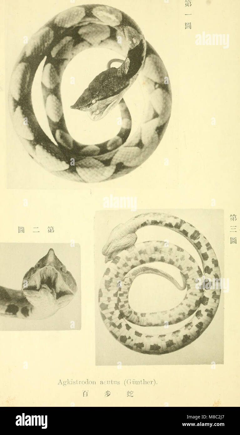 Dobutsugaku zasshi (1908) (20796106290) Stockfoto