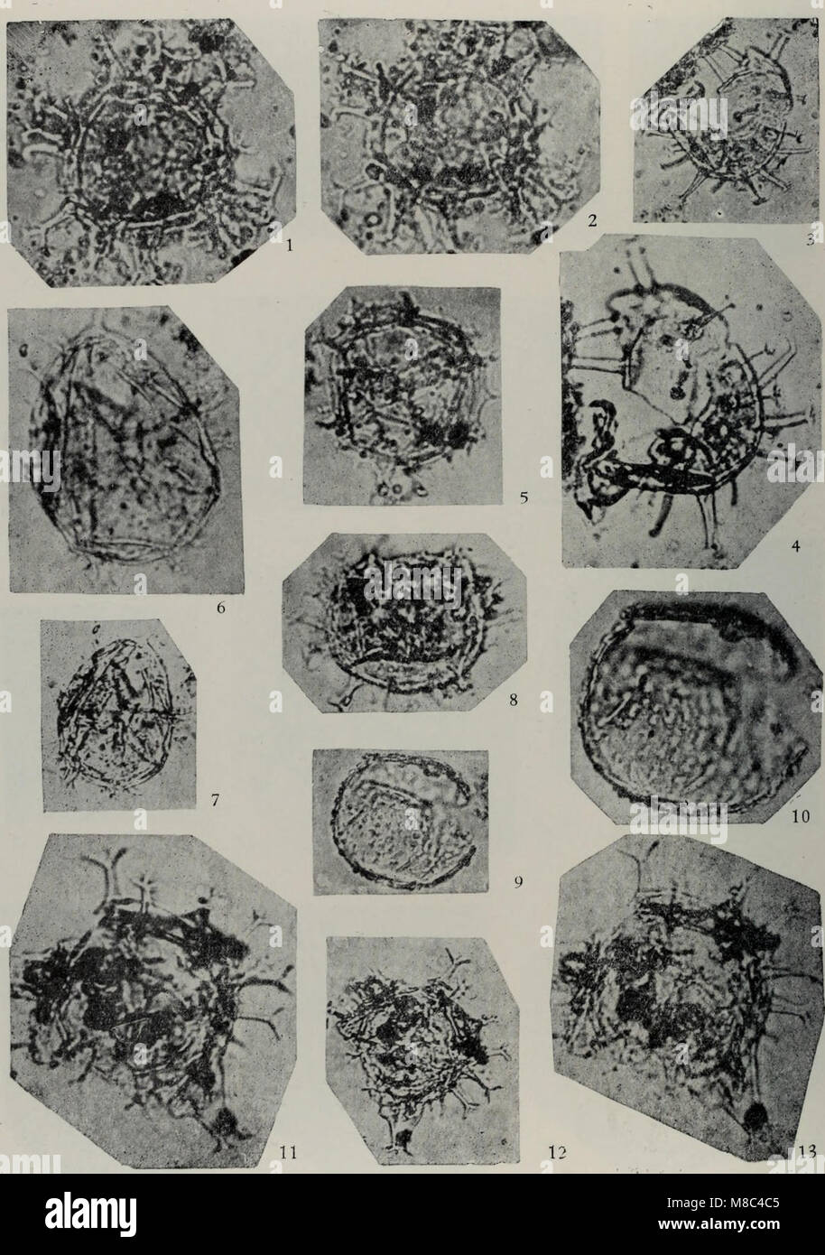 Im Mittelpunkt dieser Forschungsarbeiten im Jahr 1985 steht die Erforschung der Meeresbiologie im Ostchinesischen Meer, insbesondere die Erforschung der ökologischen Veränderungen in der aquatischen Umgebung der Region und der Entwicklung von Meeresarten unter sich verändernden Umweltbedingungen. Stockfoto