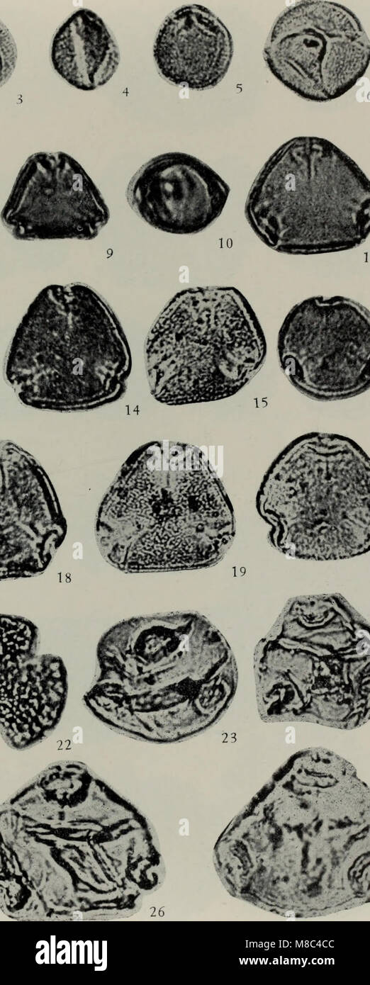Dieser Forschungsbeitrag aus dem Jahr 1985 befasst sich mit der Erforschung neuer Fossilienformationen aus der späten Kreidezeit im Ostchinesischen Meer. Sie erforscht die Evolutionsgeschichte und Verbreitung spezifischer fossiler Arten, die in den geologischen Schichten dieses Gebiets gefunden werden. Stockfoto
