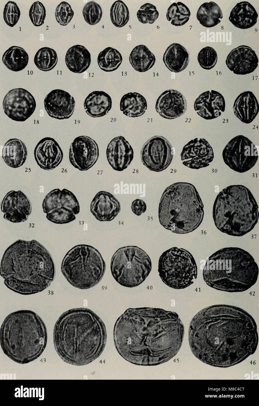 Dong Hai Lu Jia pen di long Jing gou Xin Sheng zao Dai dai Bao fen Xue de yan Jiu (1985.7) (20994675215) Stockfoto