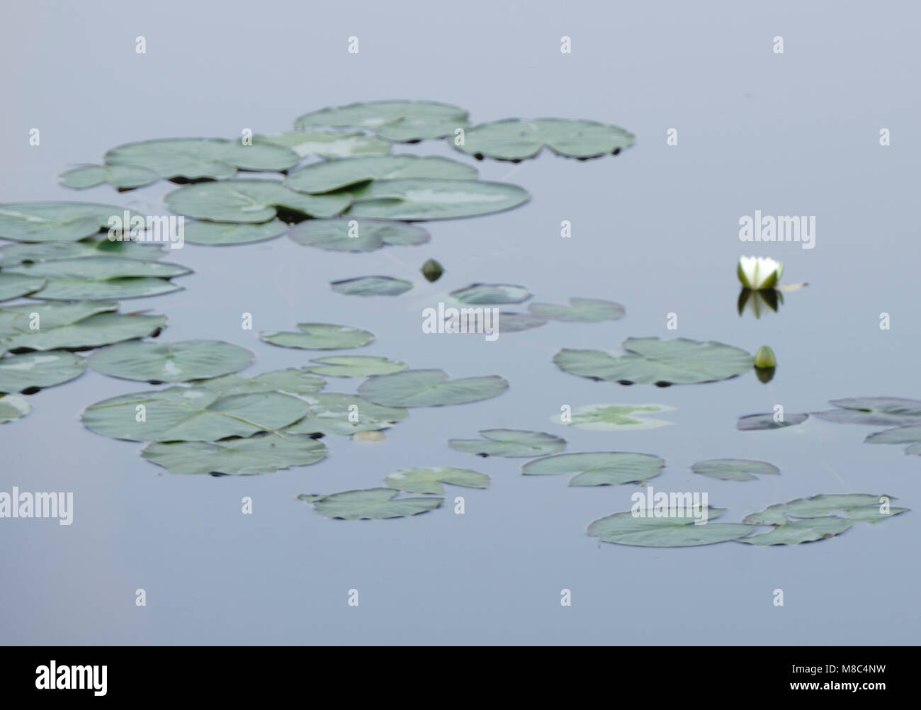 Seerose im Teich Stockfoto
