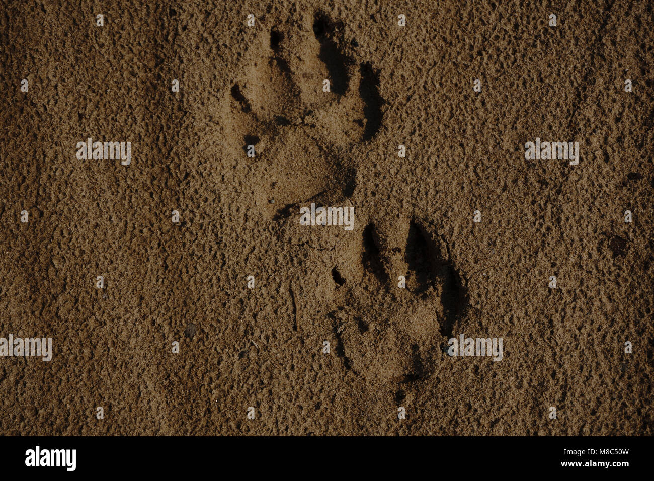 Detail eines Pfotenabdruck im Sand. Stockfoto