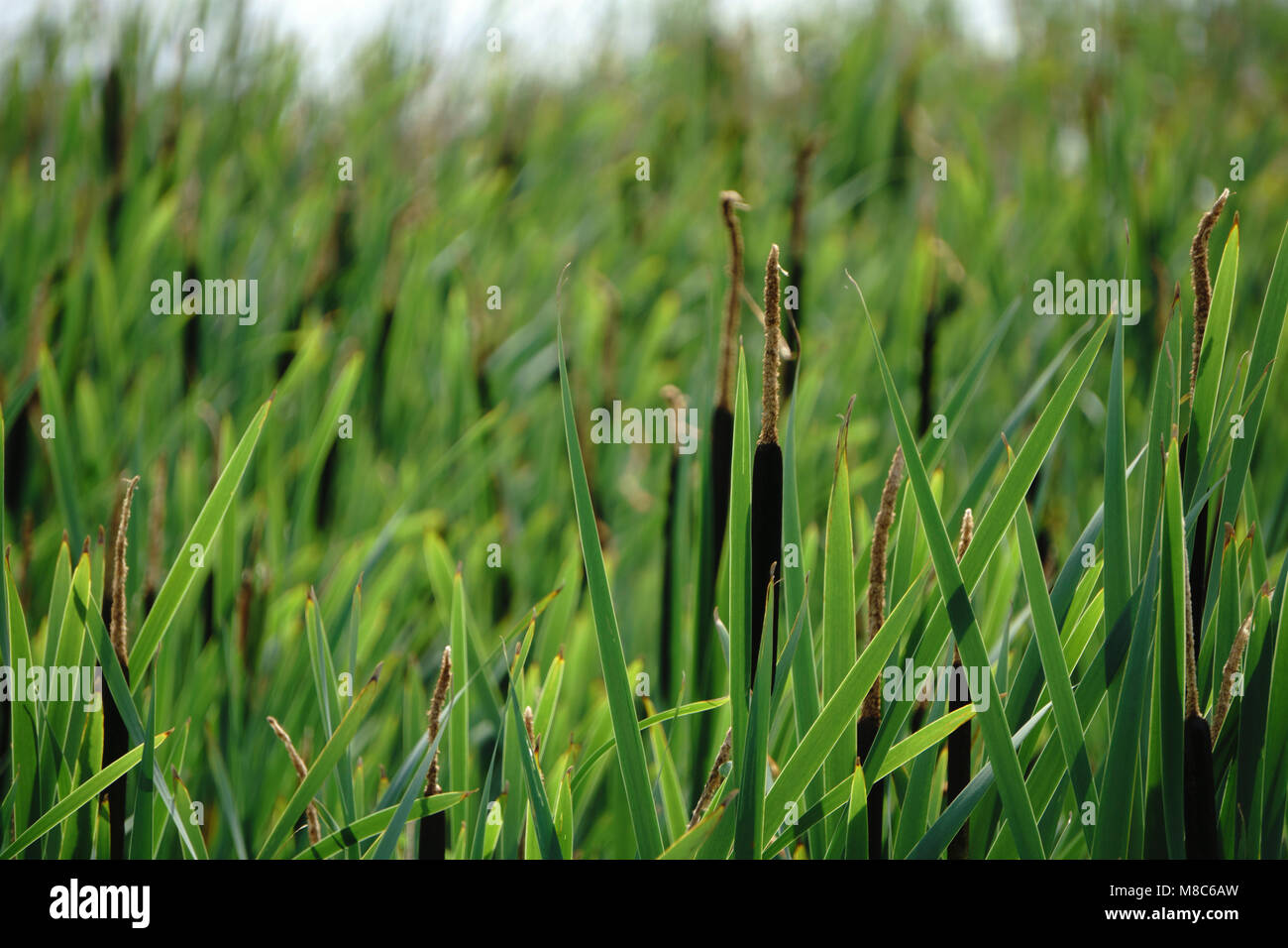 Schilf am See Stockfoto