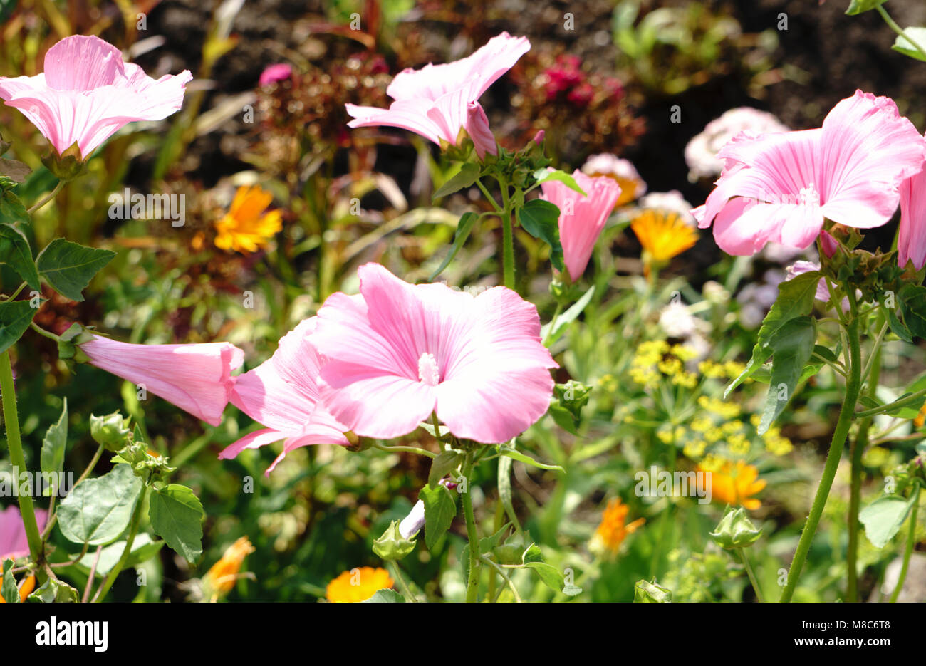 Ein Bouquet von Wilden rosa Blüten Stockfoto