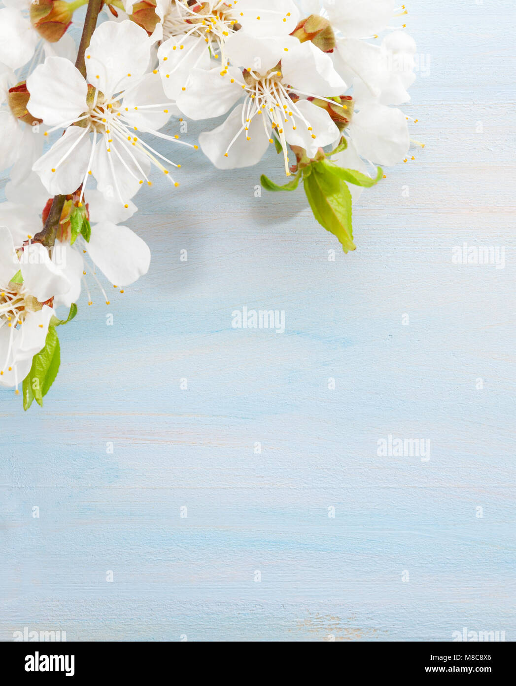 Niederlassungen der blühenden Aprikose auf hellblauem Hintergrund Holz Stockfoto