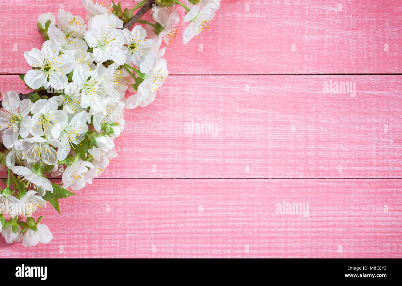 Rosa schäbig Holz- Hintergrund mit den blühenden Sweet cherry Zweig. Stockfoto