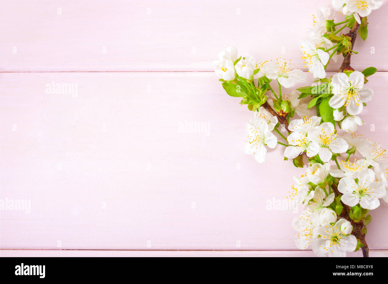 Light Pink Holz- Hintergrund mit blühenden Kirschbaum Filialen. Stockfoto
