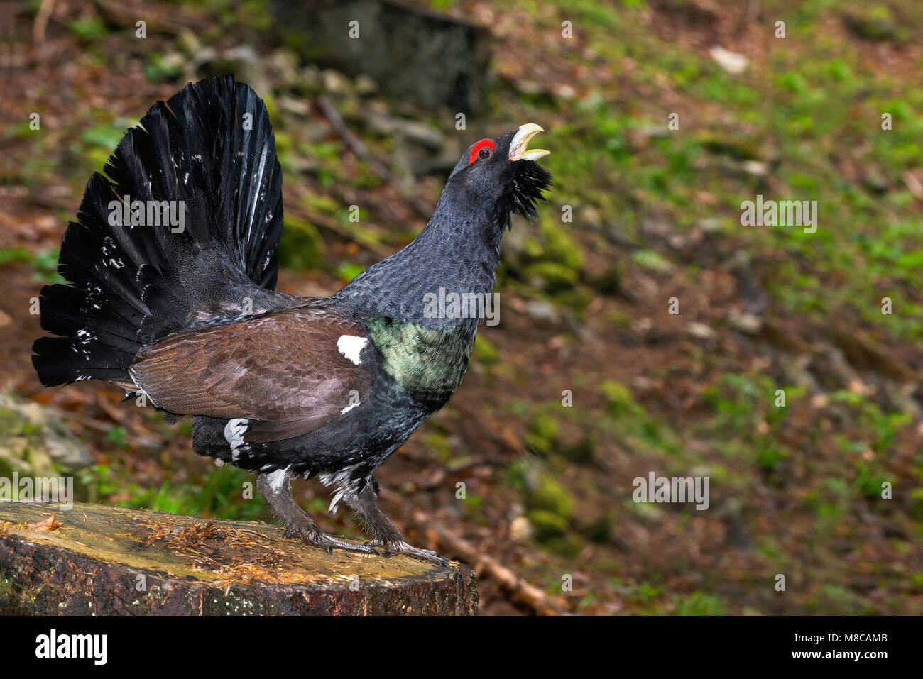 Western Auerhahn (Tetrao urogallus) männlich in der umwerbung Stockfoto