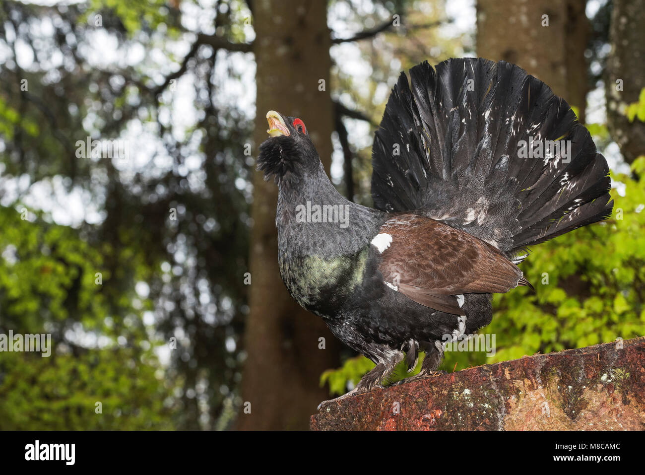 Western Auerhahn (Tetrao urogallus) männlich in der umwerbung Stockfoto