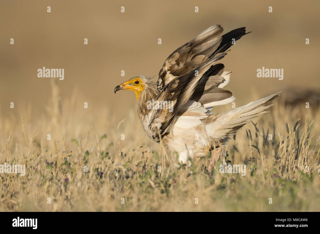 Bedrohte Schmutzgeier (Neophron percnopterus) Stockfoto