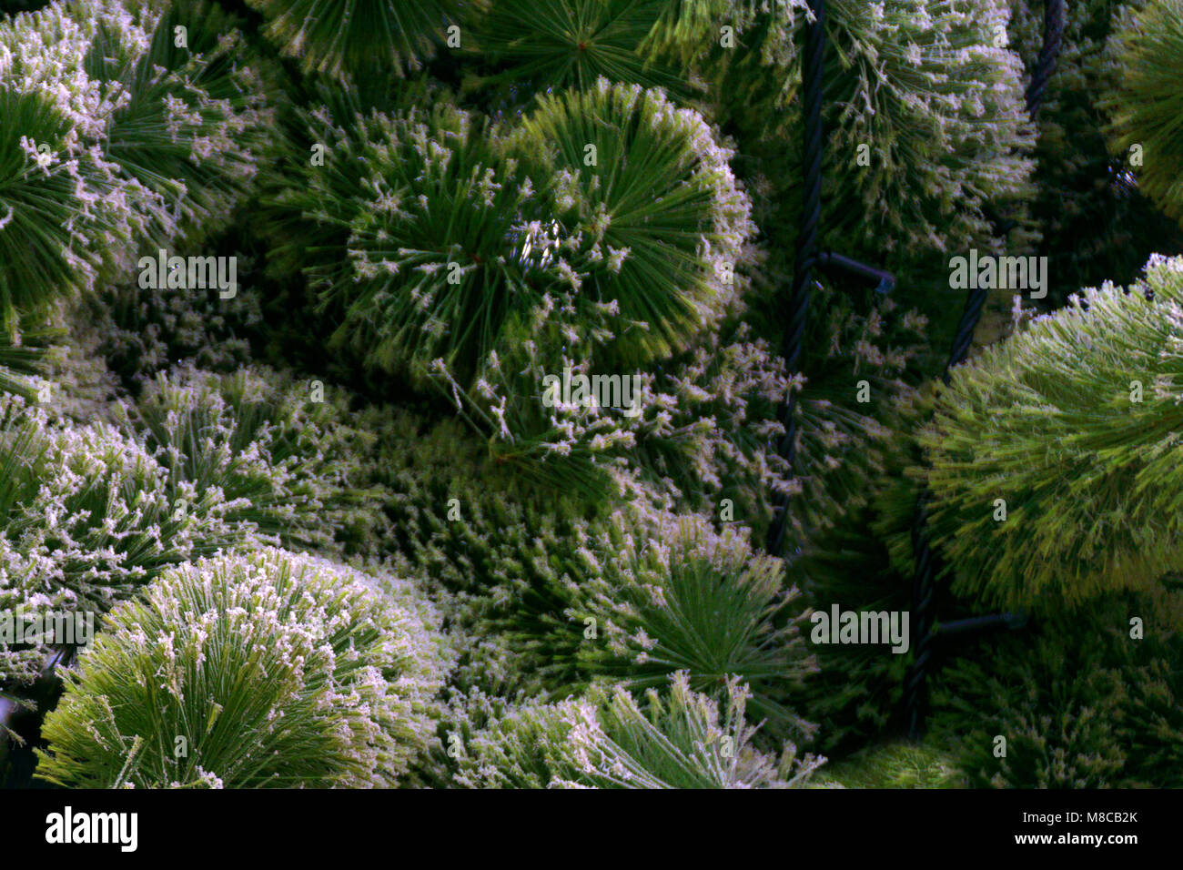 Gesunde grüne Bäume im Wald, alte Ökosysteme und eine gesunde Umwelt und Hintergrund Fichte. Stockfoto
