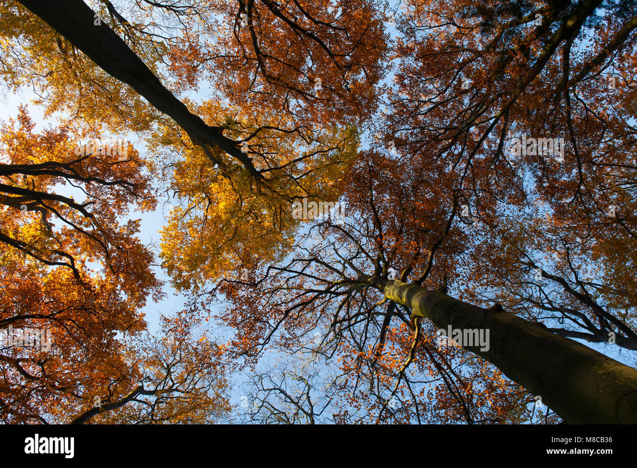 Kleurrijke Baume in herfst; Bunte Bäume in autunm Stockfoto