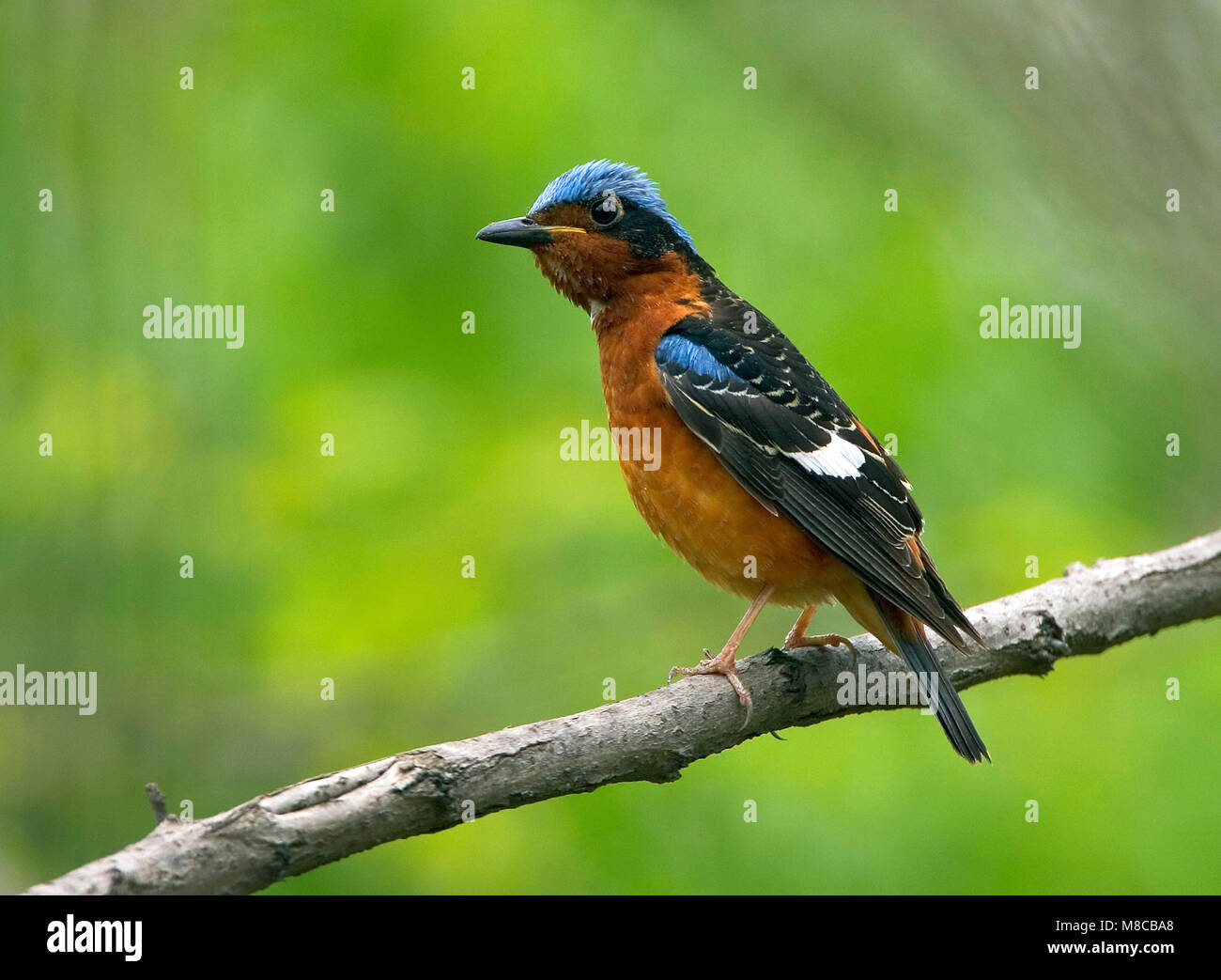 Wanderarbeitnehmer während der Migration auf die glückliche Insel, China. Stockfoto