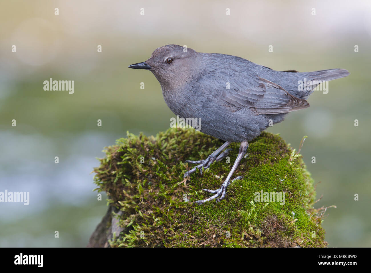 Nach Weber Co., UT Juni 2013 Stockfoto