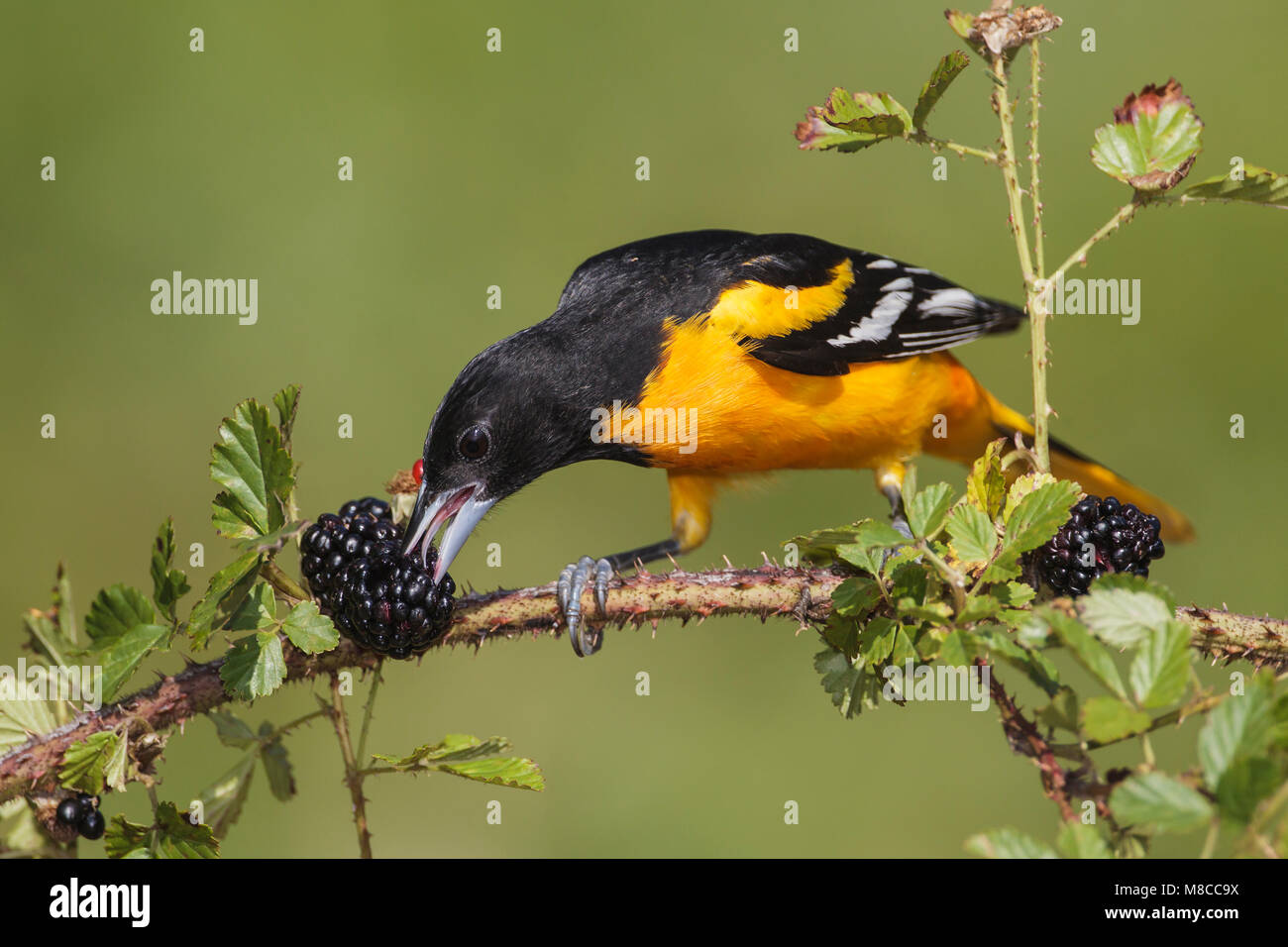 Erwachsene männliche Galveston, TX.de April 2012 Stockfoto