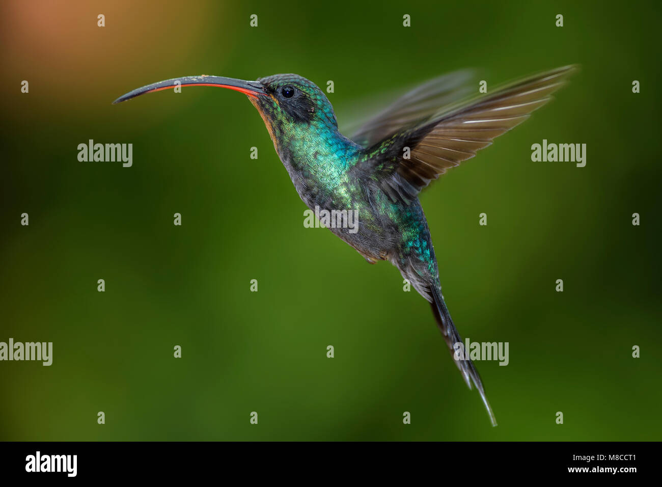 Grüne Eremit - phaethornis Kerl, schöne grüne Lange beaked Kolibri aus Costa Rica La Paz Wasserfall. Stockfoto