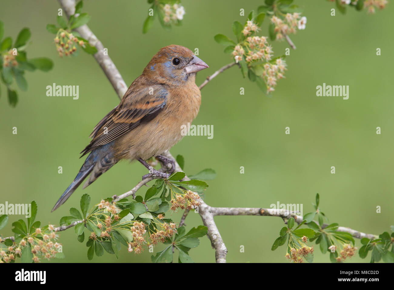 1. Feder männlichen Galveston, TX.de April 2013 Stockfoto