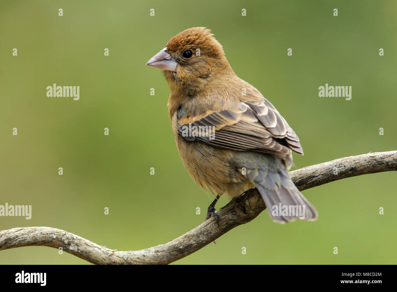 Erwachsene Frau Galveston, TX.de April 2013 Stockfoto