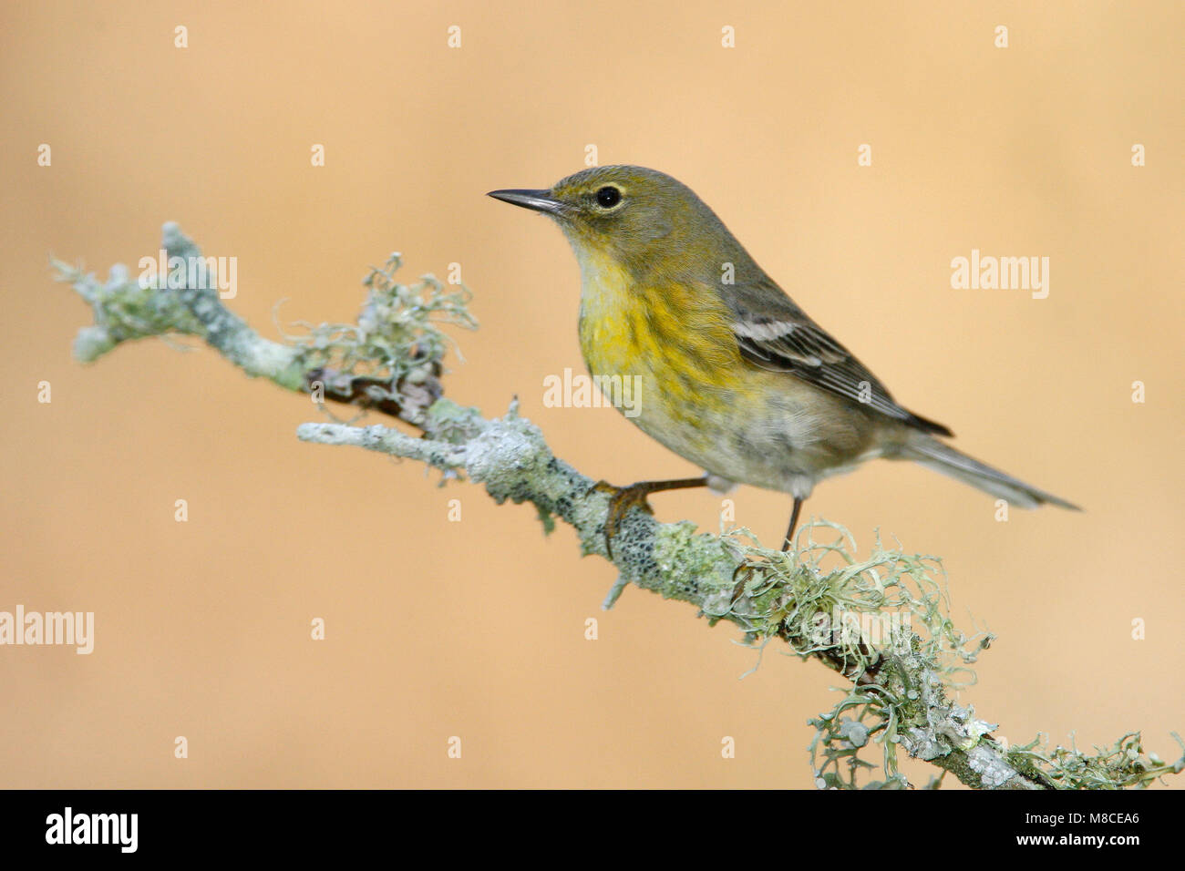 Erwachsene Frau Harris Co., TX Februar 2007 Stockfoto