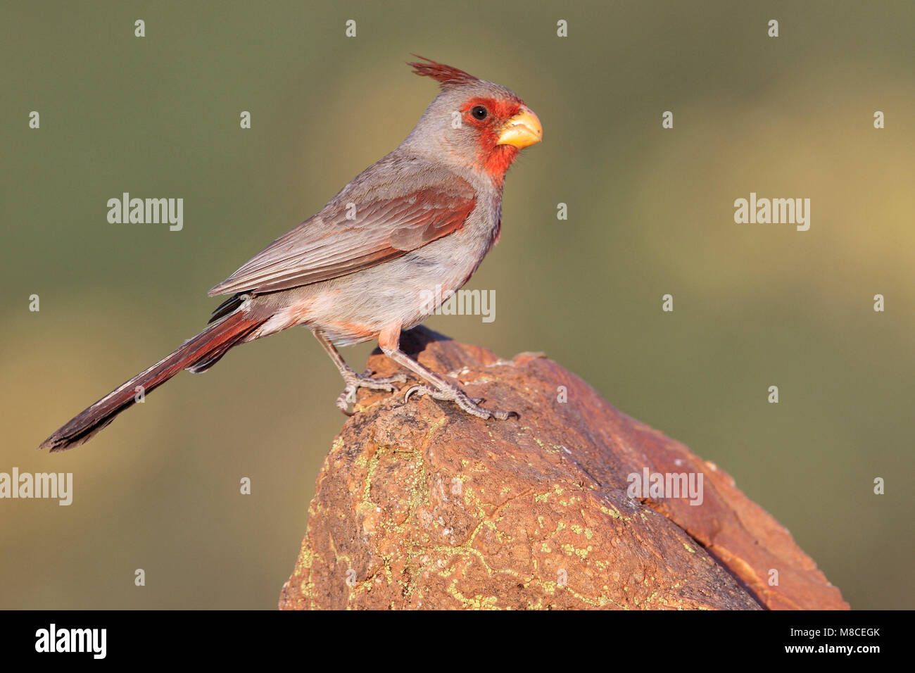 Erwachsene männliche Pima Co., AZ April 2009 Stockfoto