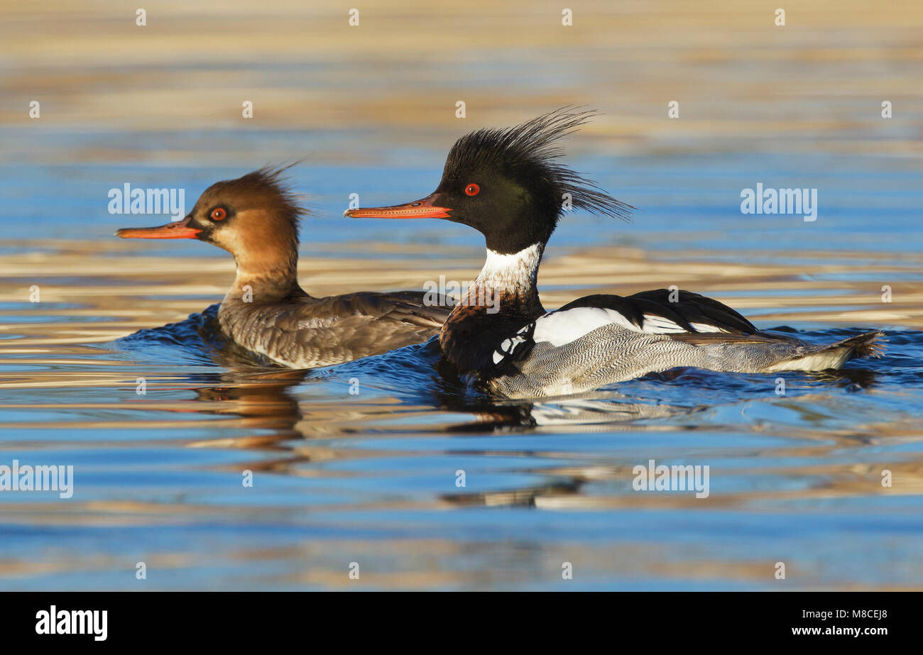 Erwachsene männliche mit unreifen männlichen Riverside Co., CA März 2012 Stockfoto