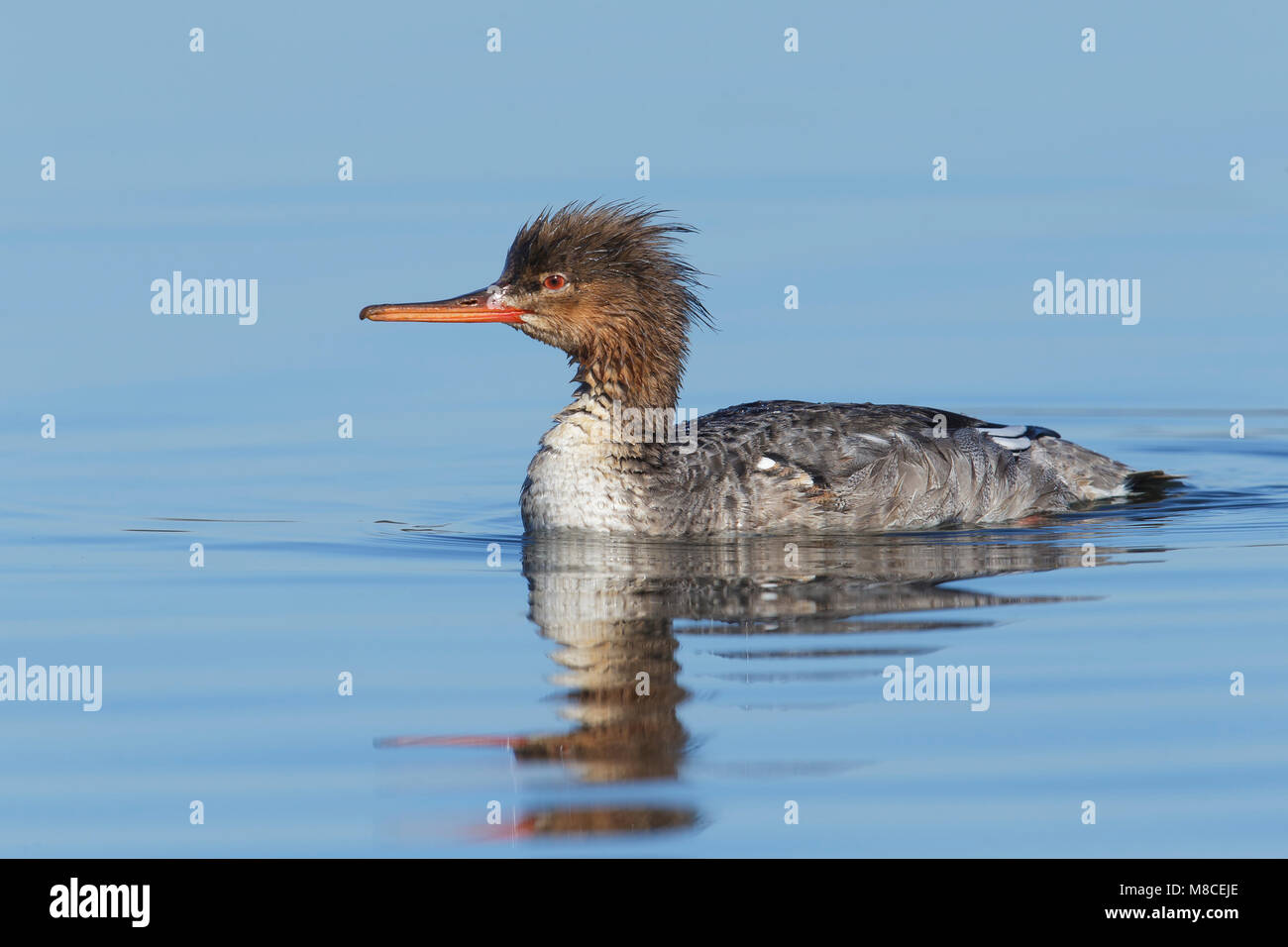 Erwachsene Frau San Diego Co., CA März 2015 Stockfoto