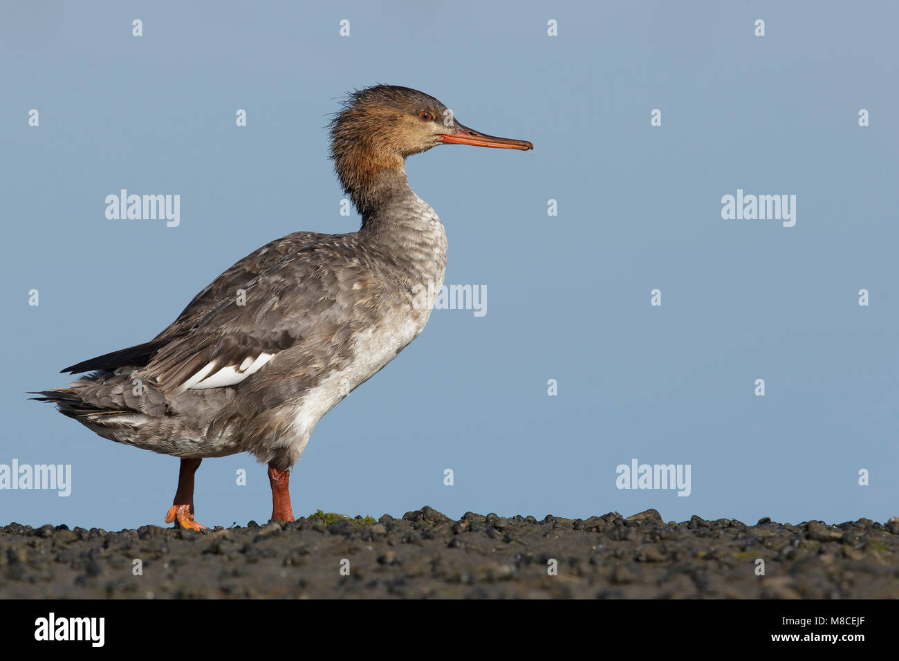 Erwachsene Frau San Diego Co., CA März 2015 Stockfoto