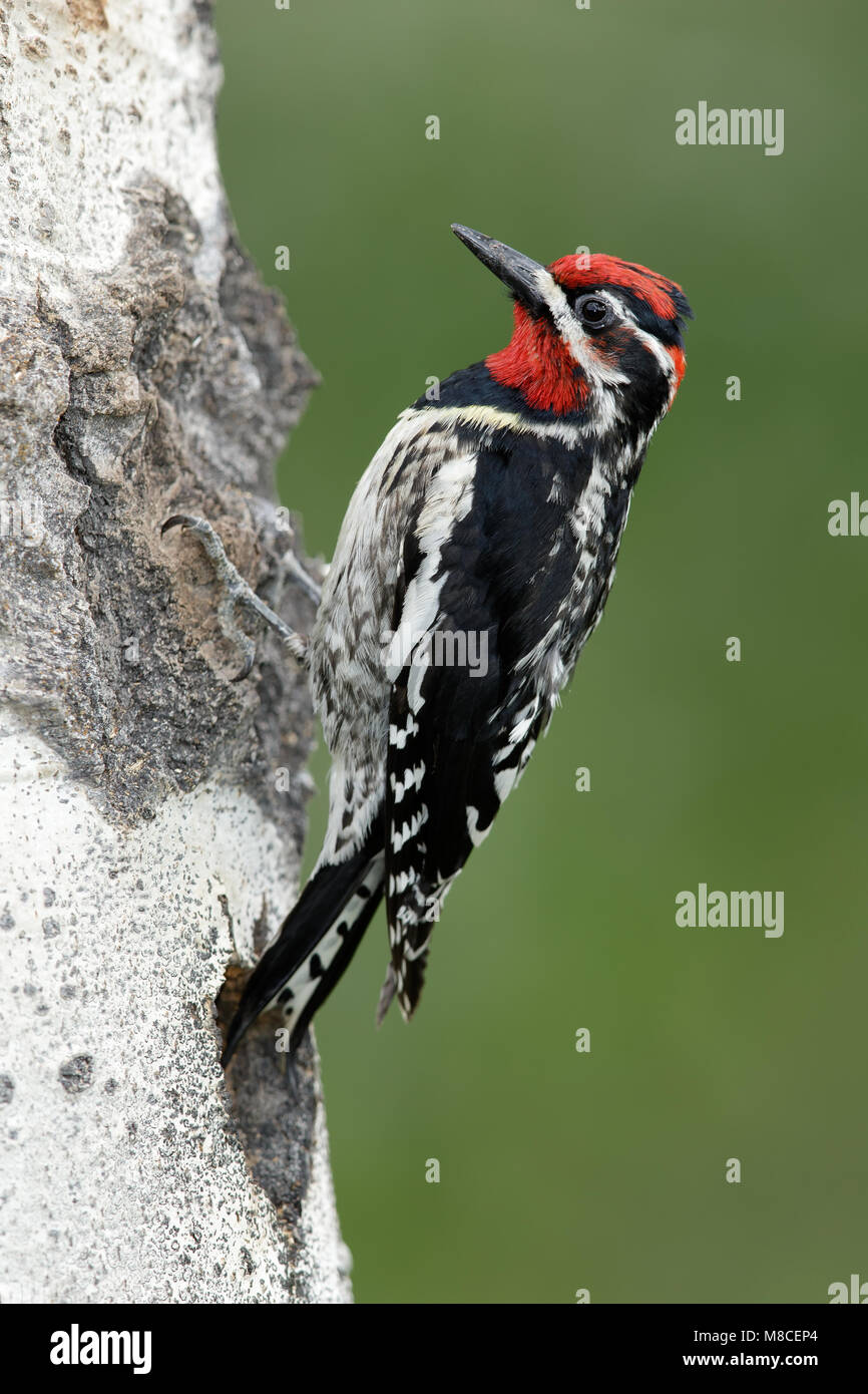 Erwachsene männliche Kamloops, BC Juni 2015 Stockfoto