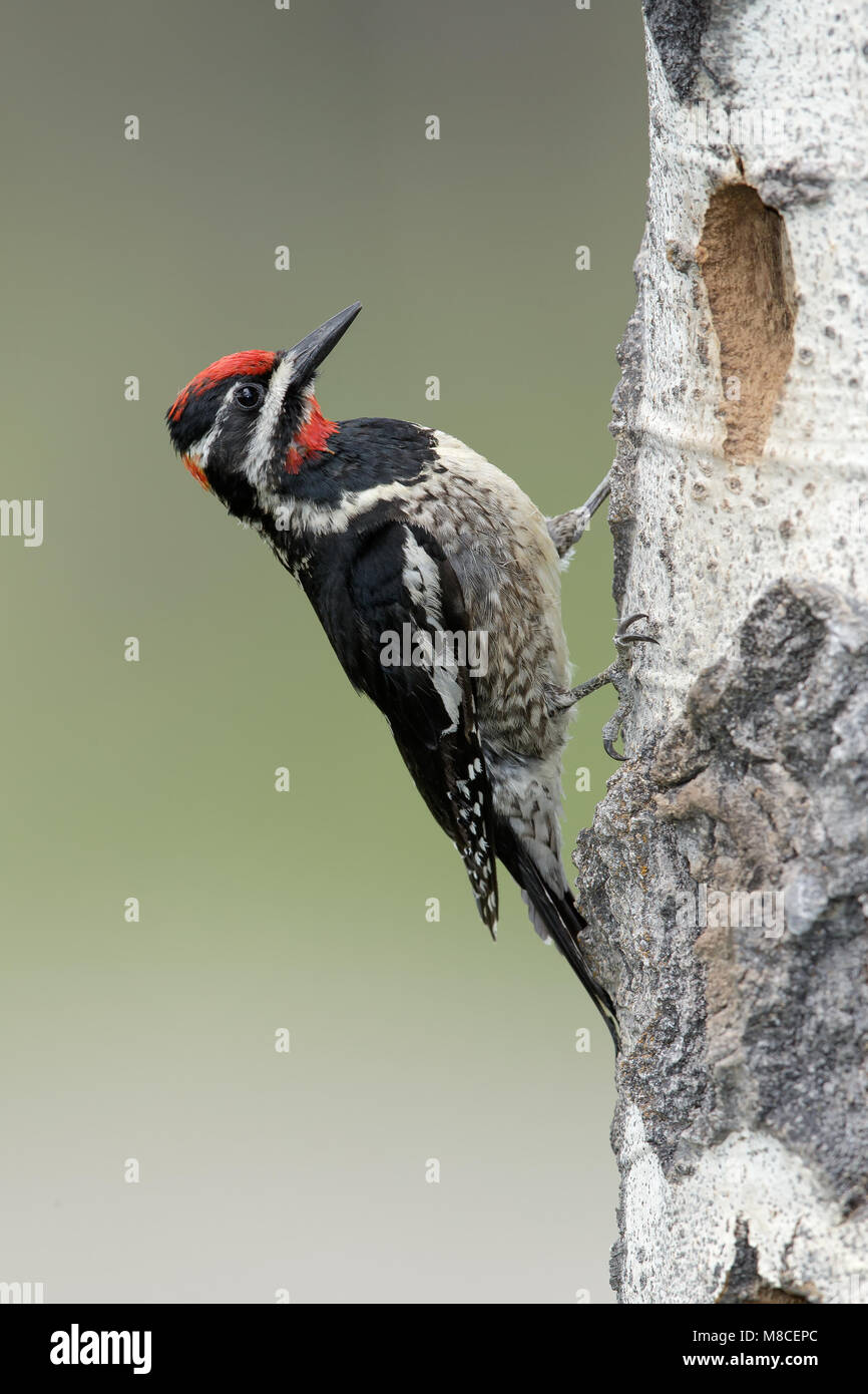 Erwachsene Frau Kamloops, BC Juni 2015 Stockfoto
