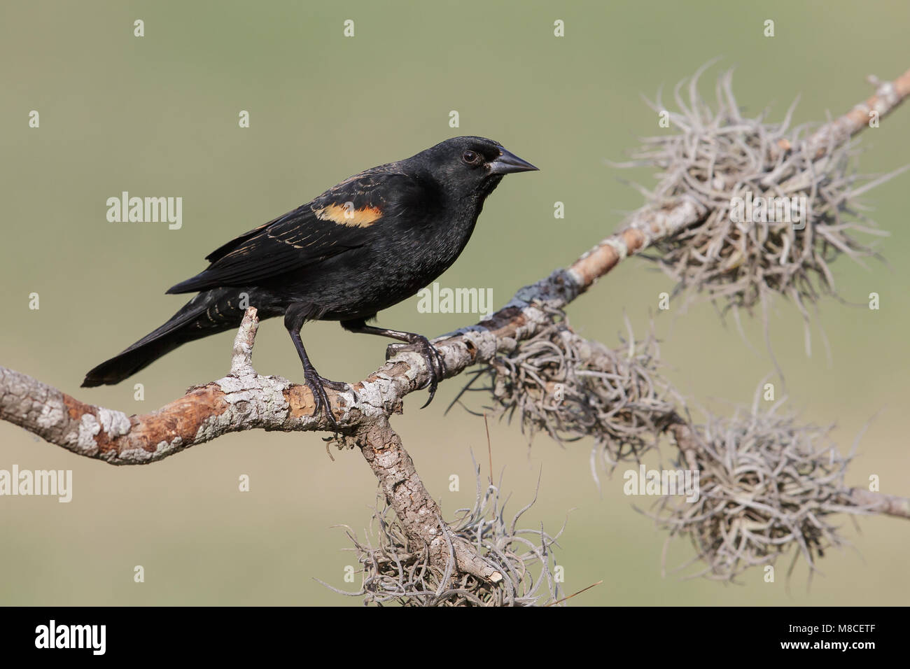 Unreifen männlichen Hidalgo Co., TX Februar 2014 Stockfoto