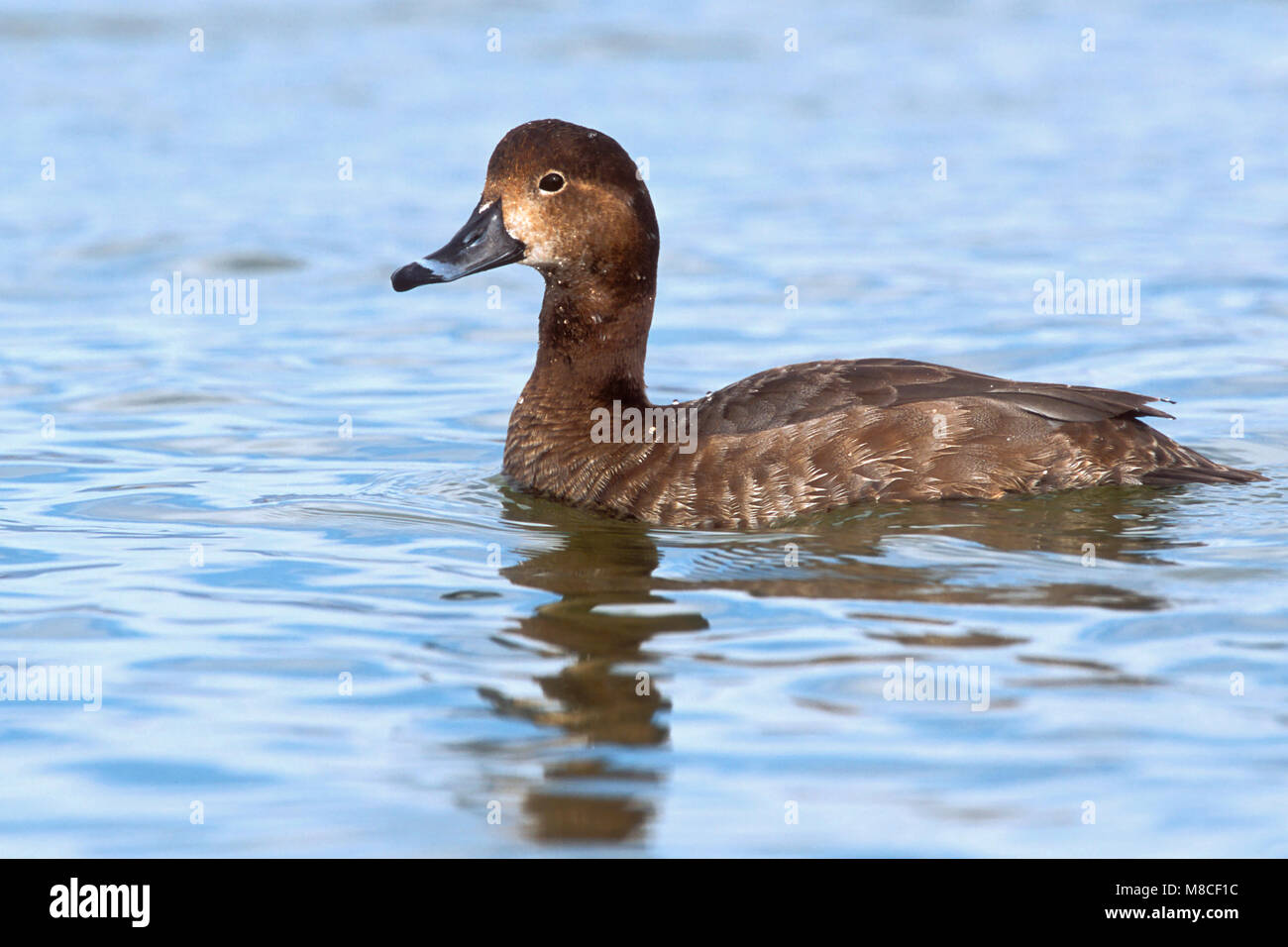 Erwachsene Frau Pima Co., AZ Dezember 2003 Stockfoto