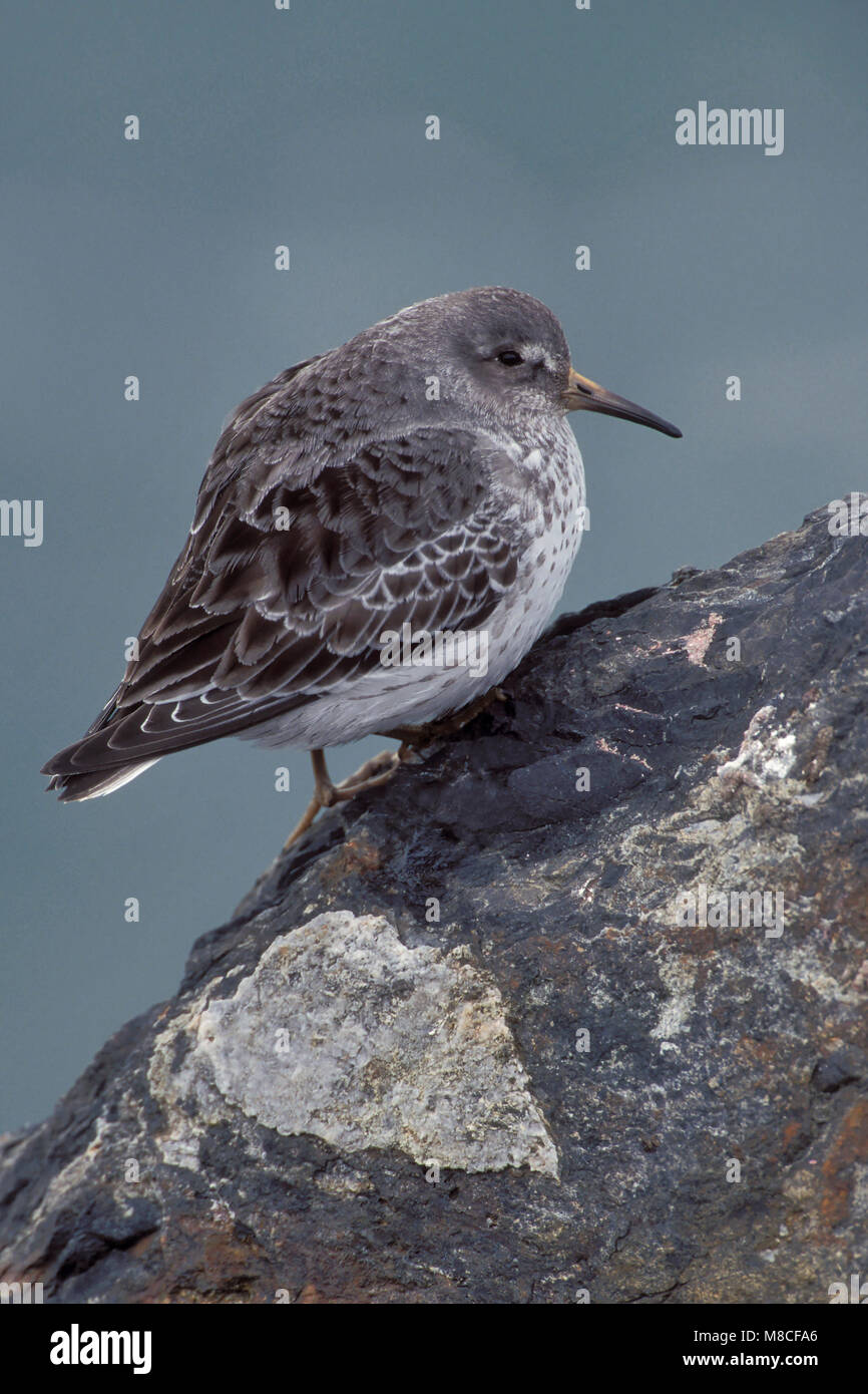 Nach nicht-Zucht Homer, AK März 2001 Stockfoto