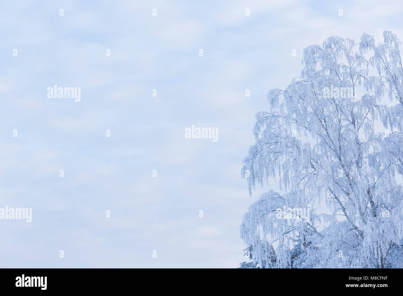 Bäume mit Schnee bedeckt Stockfoto