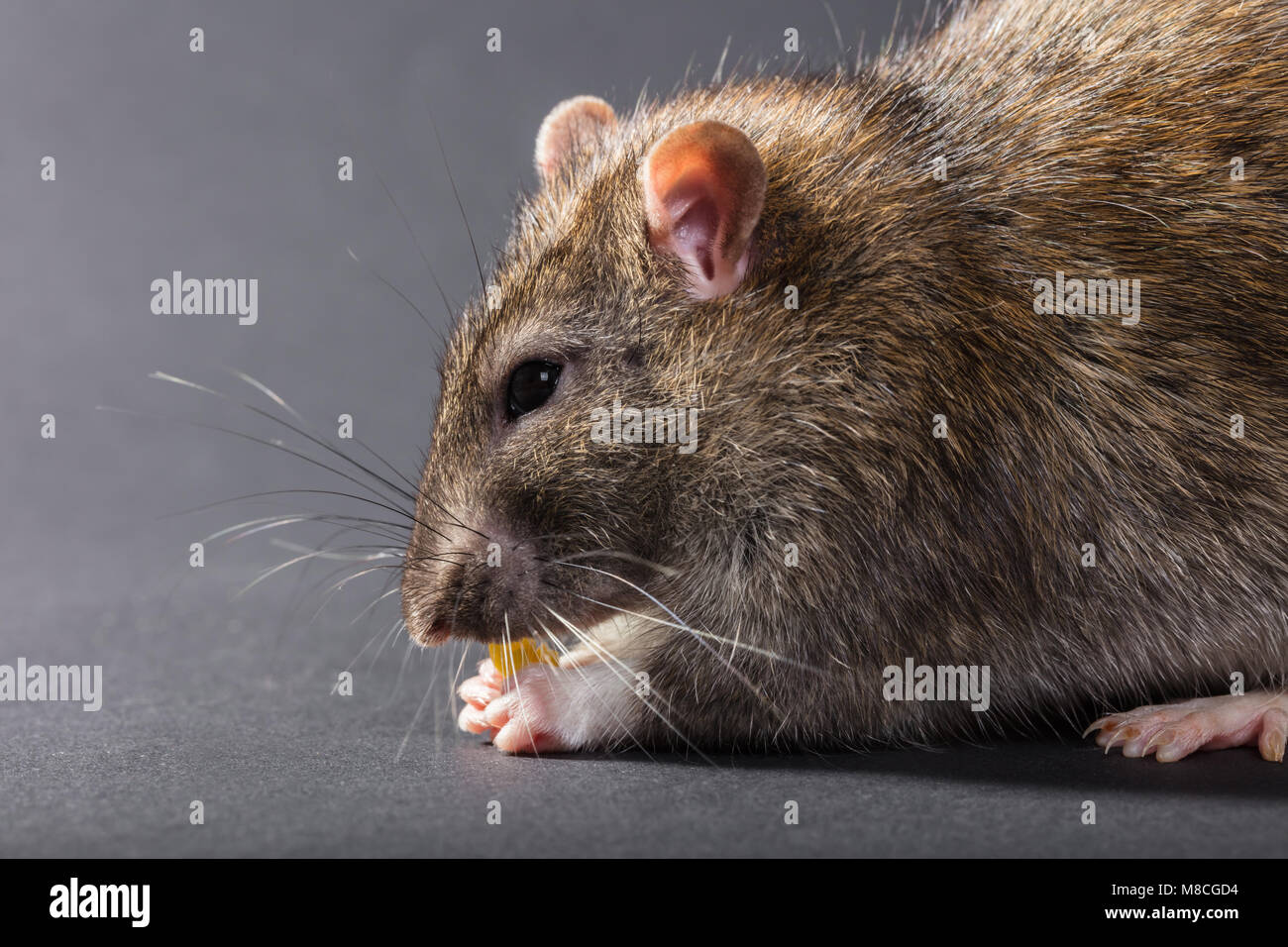 Tier graue Ratte in der Nähe essen - bis auf schwarzem Hintergrund Stockfoto