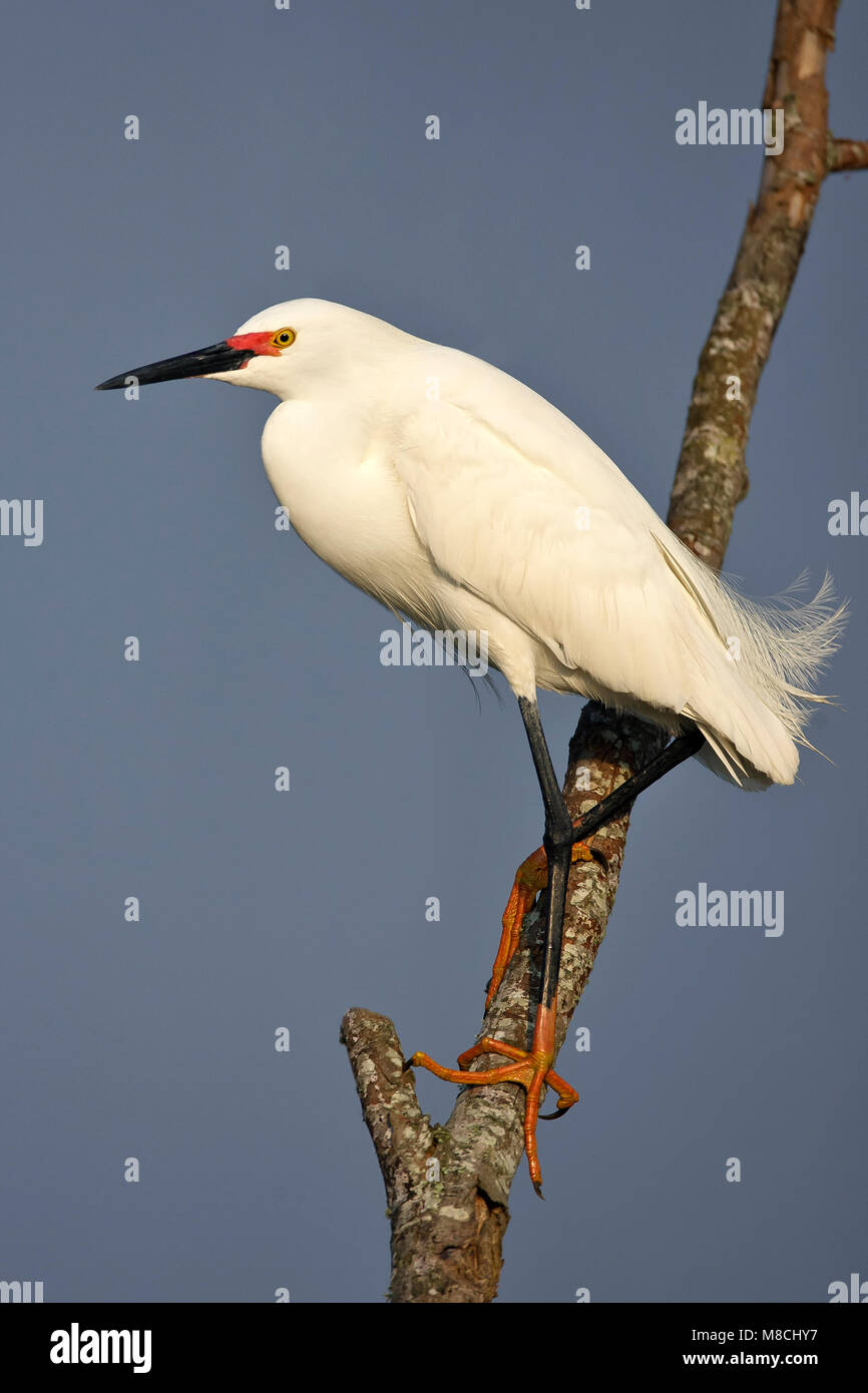 Nach Zucht Brazoria Co., TX April 2007 Stockfoto