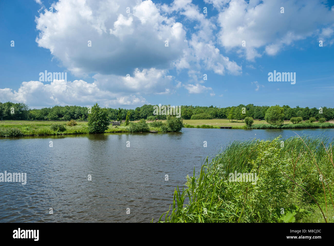 Holstein oldenburg Fotos und Bildmaterial in hoher Auflösung Alamy