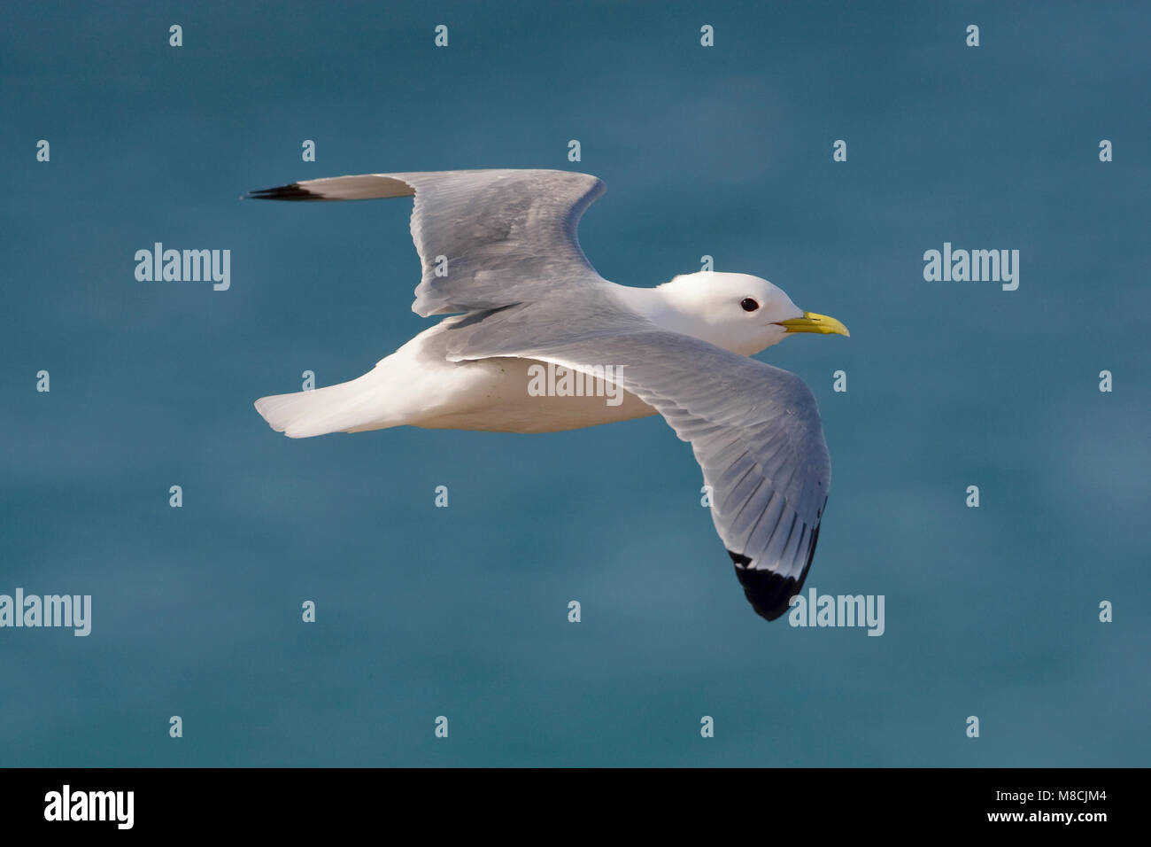 Volwassen Drieteenmeeuw in de Vlucht; Erwachsene schwarz-legged Dreizehenmöwe im Flug Stockfoto