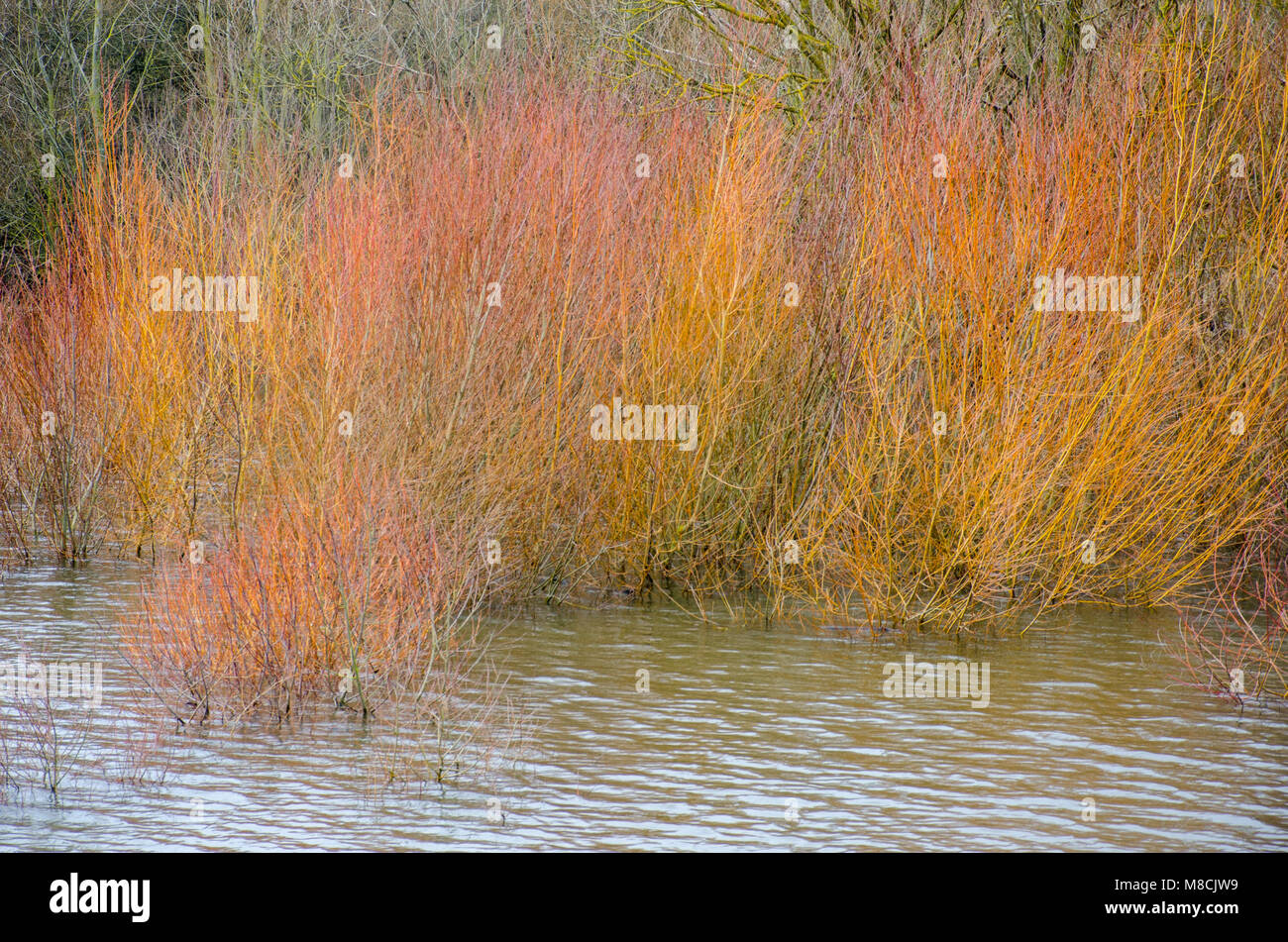 Große Hartriegel Bush am Rande des Sees Stockfoto