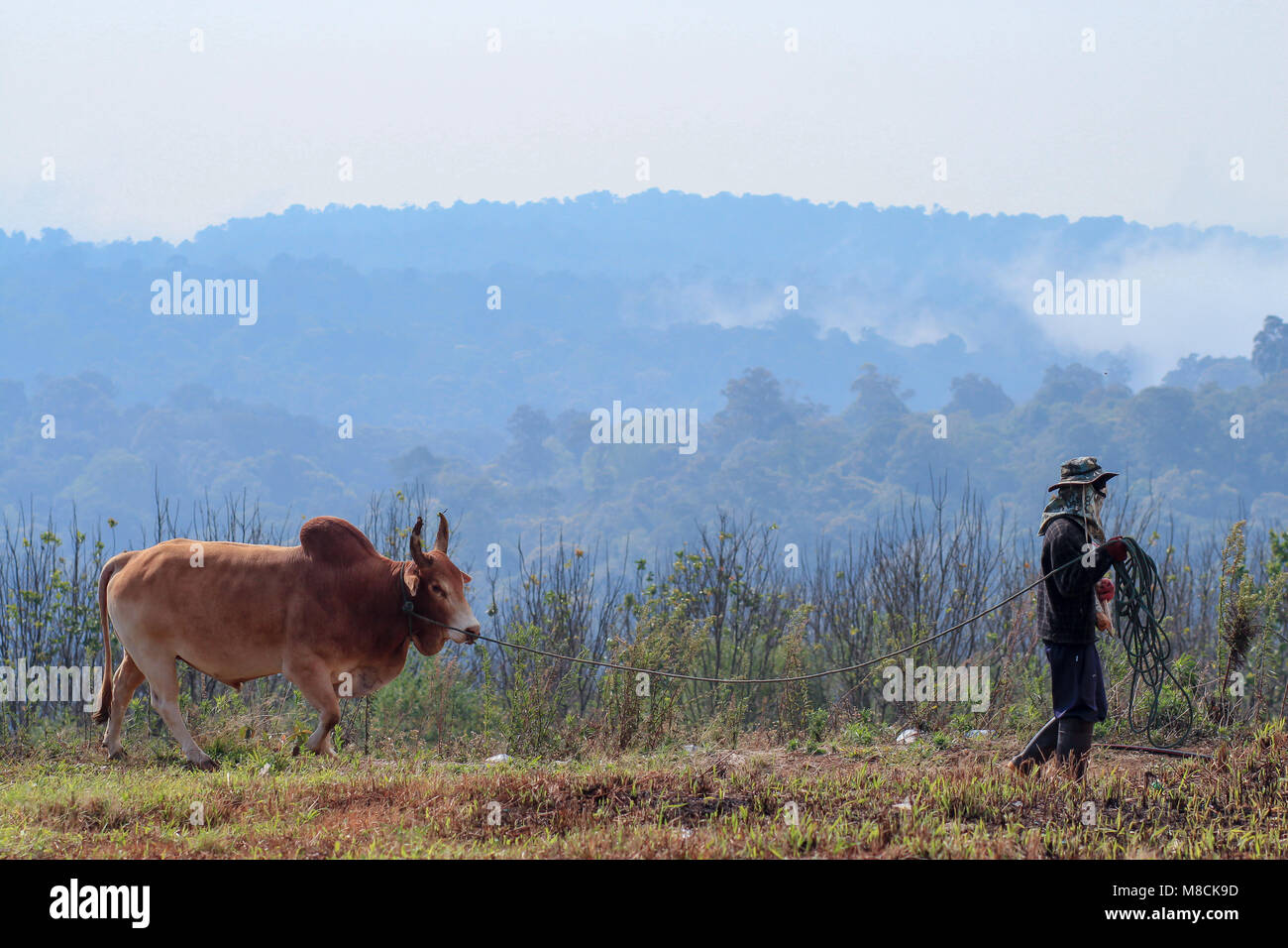 KHAO KHO, PHETCHABUN, THAILAND - Jan 27, 2016: der Landwirt die Braune Kuh Wandern im Feld Nehmen auf den Berg Stockfoto