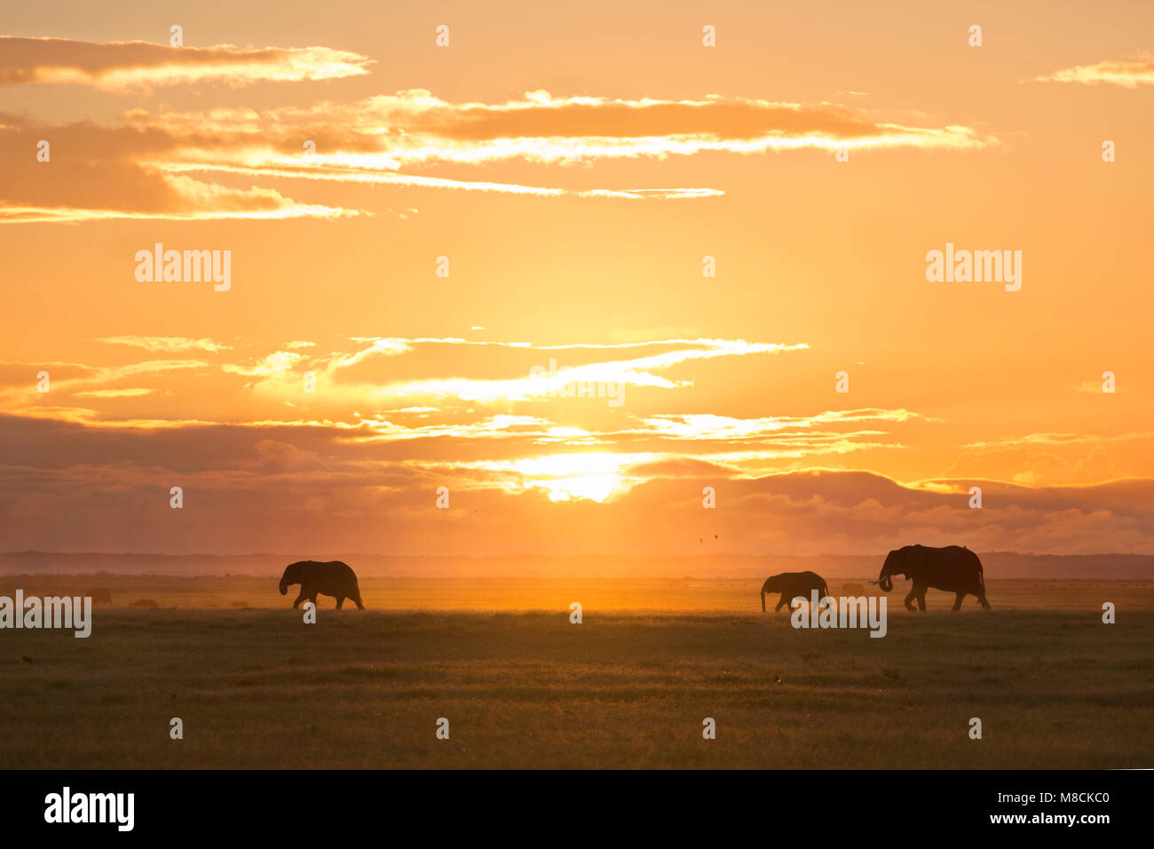 Wandern afrikanische Elefanten silhouetted gegen die untergehende Sonne im Amboseli Nationalpark in Kenia Stockfoto